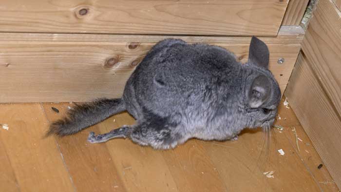 http://www.nagetiere-online.de/forumbilder/lilly/beinchen1.jpg