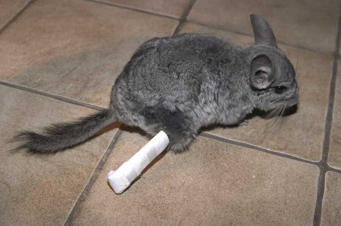 http://www.nagetiere-online.de/forumbilder/lilly/beinchen2.jpg