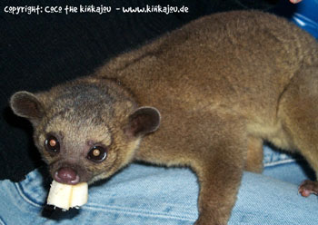 Kinkajou, Wickelbr