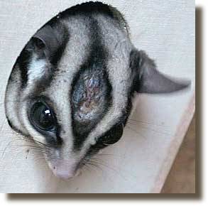 Sugar Glider mit zerkratzem Spot