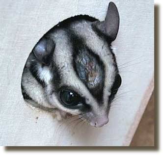 Sugar Glider verletzt sich selber