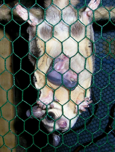 Sugar Glider Mutter mit Babys